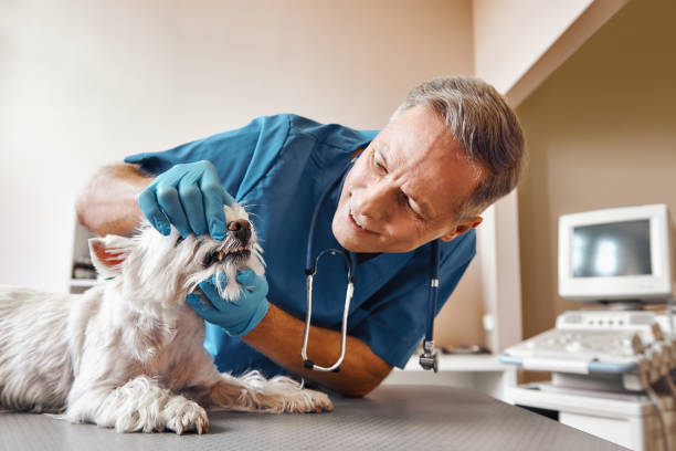 Best Weekend Emergency Dentist in Darien, IL